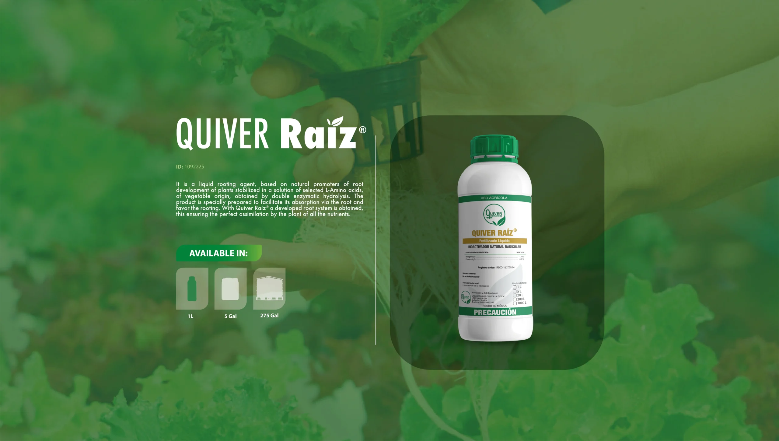 Quiver Raíz